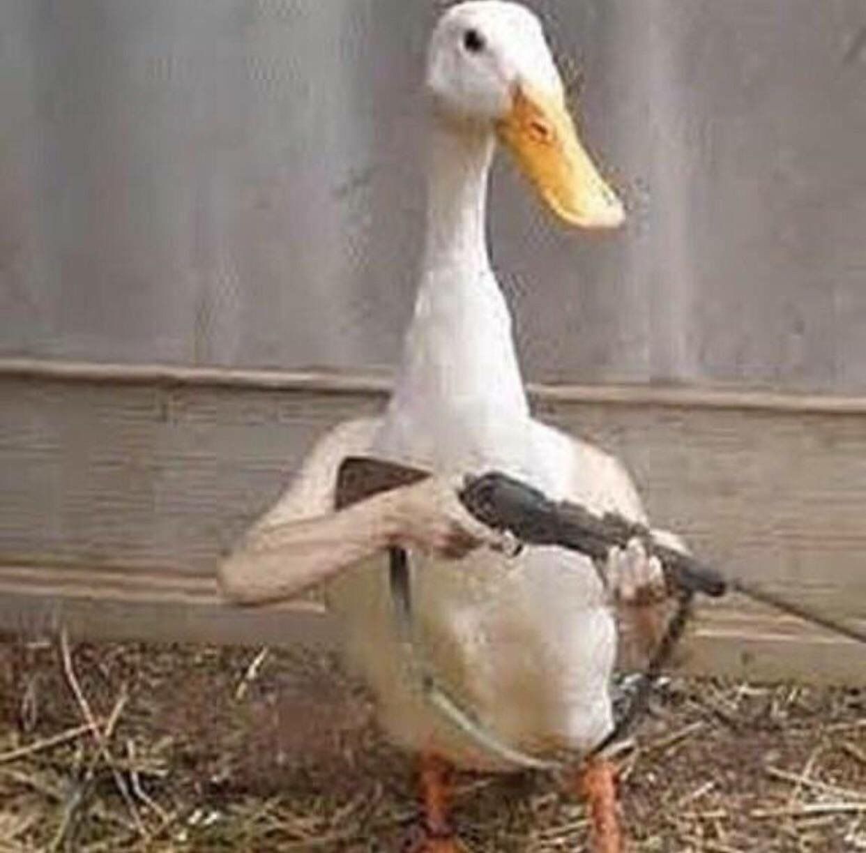 duck1