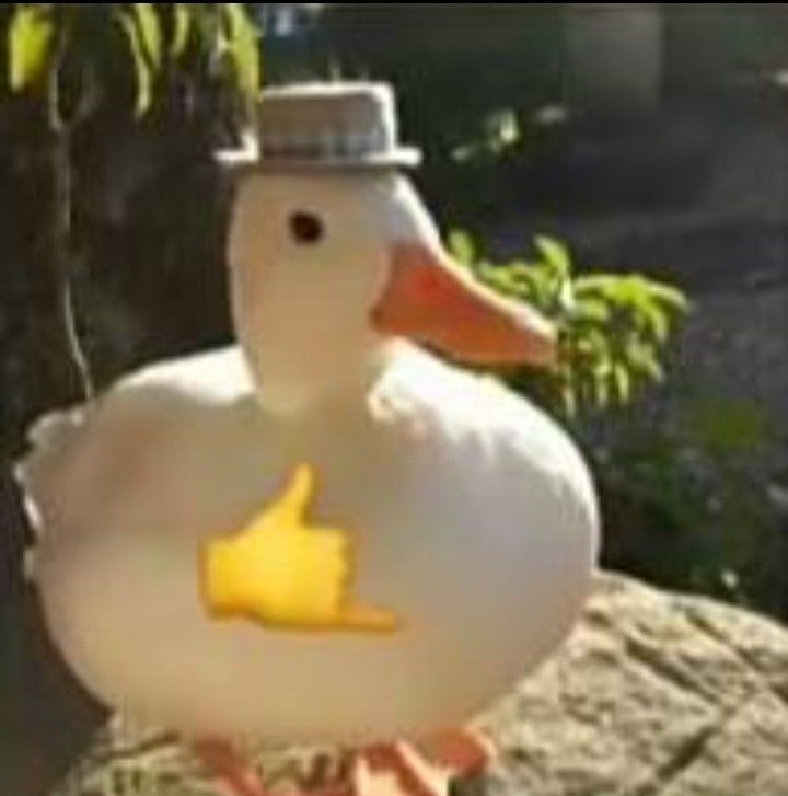 duck2