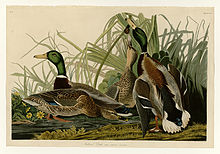 ducks-draw