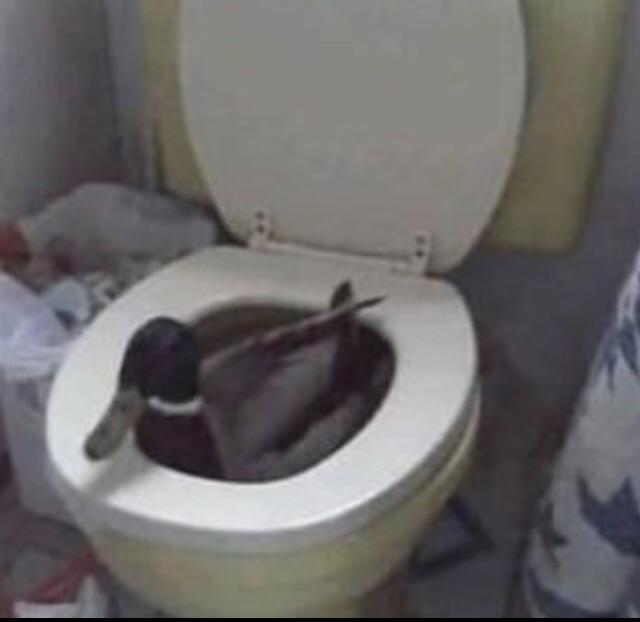 duck4