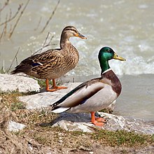 ducks-male&woman2