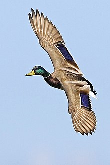 ducks-flying