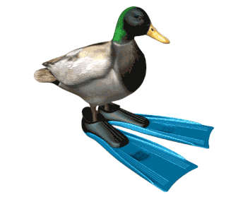 duck3