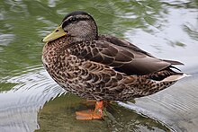 ducks-duck