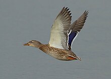 ducks-duck