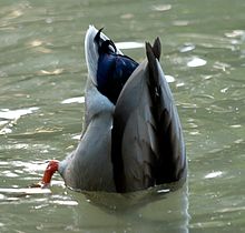 ducks-duck