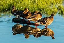 ducks-duck